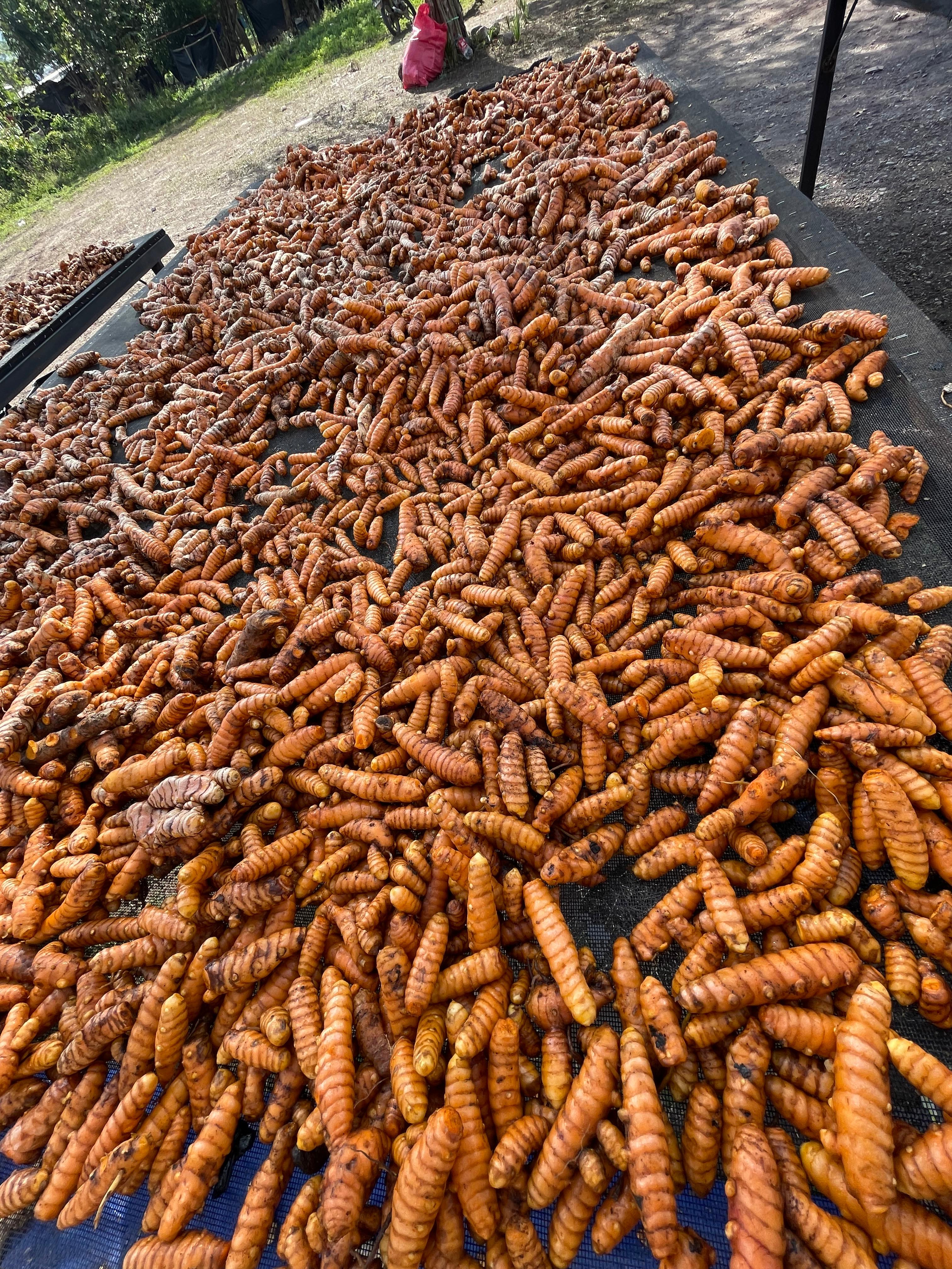 Whole Turmeric for Importers in Canada and Spain