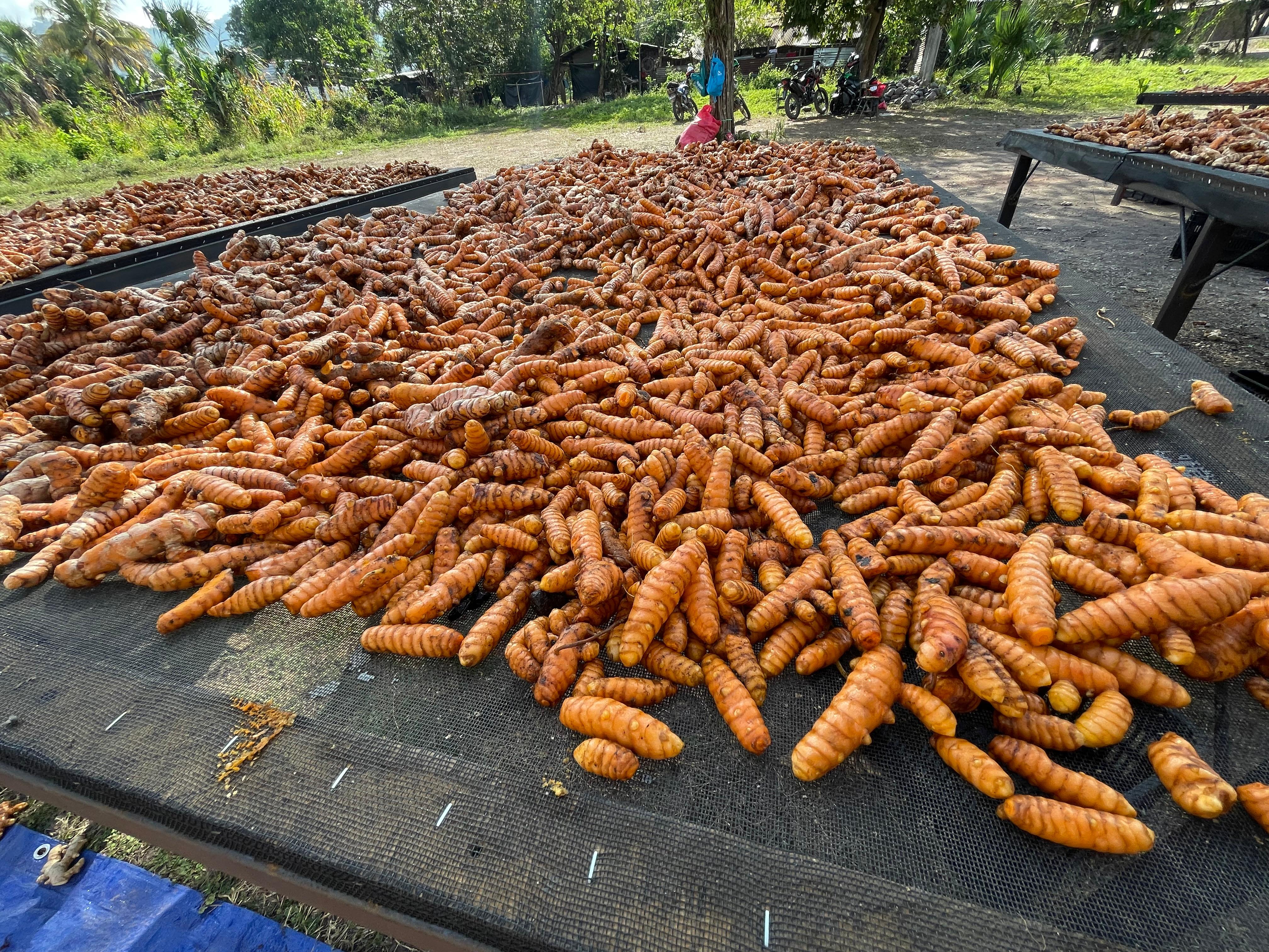 Turmeric 